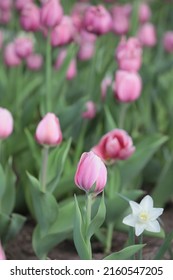 Canadian Tulip Festival In Ottawa 2022