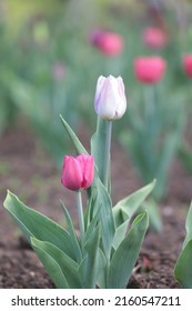 Canadian Tulip Festival In Ottawa 2022