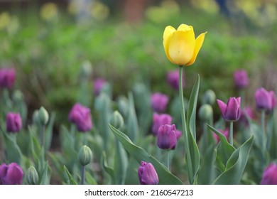 Canadian Tulip Festival In Ottawa 2022