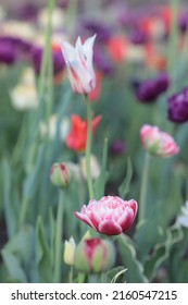 Canadian Tulip Festival In Ottawa 2022