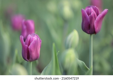 Canadian Tulip Festival In Ottawa 2022