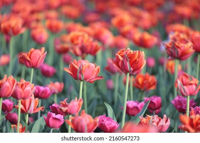 Canadian Tulip Festival In Ottawa 2022