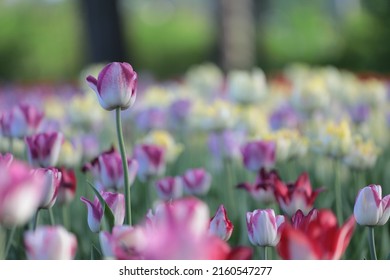 Canadian Tulip Festival In Ottawa 2022