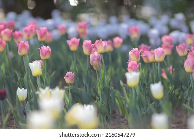 Canadian Tulip Festival In Ottawa 2022