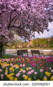 Canadian Tulip Festival In Ottawa