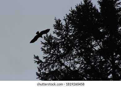 Canadian West Coast Bald Eagles 