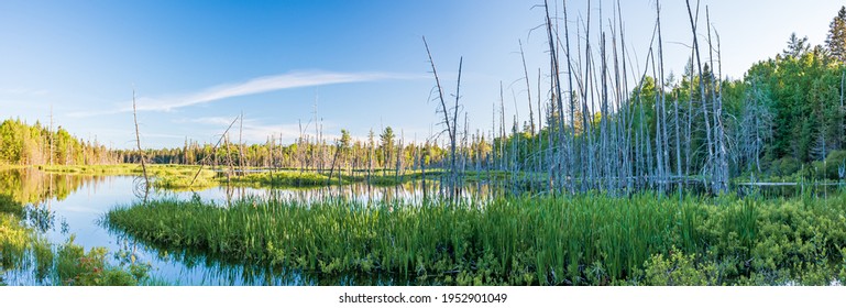 Canadian Wetland In North Bay Ontario Canada In Summer