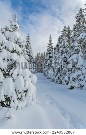 Canadian winter landscape.  Cold winter afternoon in Quebec, Canada.   Winter landscape. Snow.
