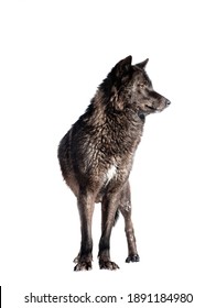 Canadian Wolf Isolated On White Background