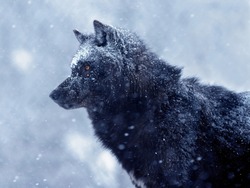 The Canadian Wolf Waits For Its Prey During A Snowfall In The Evening.