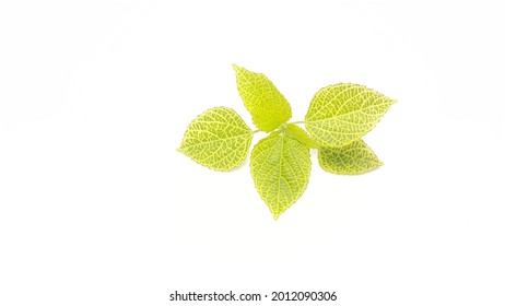 Canadian Wood Nettle Leaves Isolated On White Background