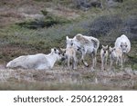 Canadian woodland caribou herd with young Newfoundland Canada