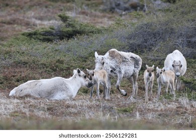 Canadian woodland caribou herd with young Newfoundland Canada