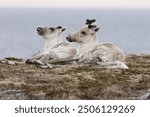 Canadian woodland caribou  Newfoundland Canada