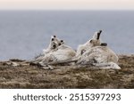 Canadian woodland caribou  Newfoundland Canada