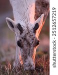 Canadian woodland caribou in sunset light newfoundland Kanada