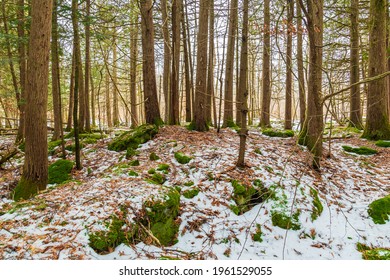 Canadian Woods In Winter, Ground Covered In Light White Snow And Rocks Covered In Fresh Green Moss