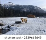 Canadian yak on snowy ranch in winter