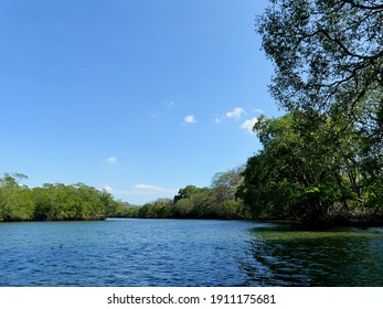 Canal Surrounded By Mangrove Forest, A Highly Biodiverse And Endangered Ecosystem, In Costa Rica. 