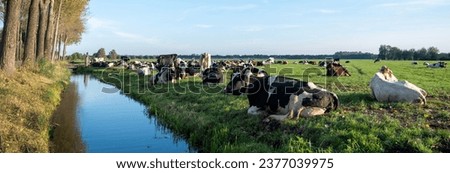 canal and trees next to large herd of cows reclines in meadow near ditch under blue sky in the netherlands