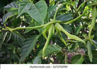 Kenanga Garden Images, Stock Photos u0026 Vectors  Shutterstock