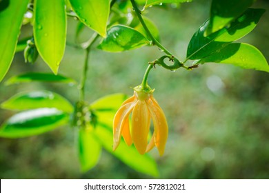 Cananga Odorata Flower