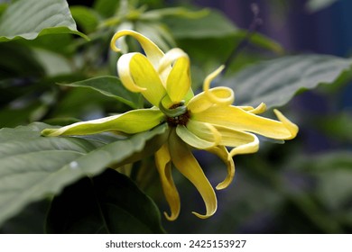 Cananga odorata flower is well known as ylang-ylang or cananga tree with green leaves background 