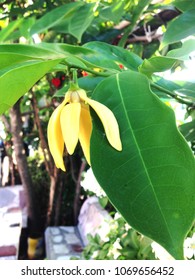 Cananga Odorata Flower Yellow