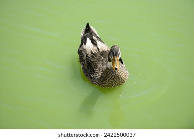 « Canard » est un terme générique qui désigne des oiseaux aquatiques ansériformes, au cou court, au large bec jaune aplati, aux très courtes pattes palmées et aux longues ailes pointues