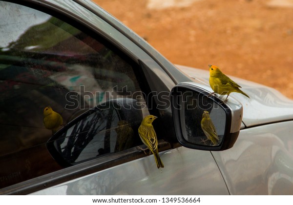 Canaries land in a car mirror,\
apparently admiring their own beauty in the reflection. Photo taken\
in São Gonçalo do Rio das Pedras, Minas Gerais,\
Brazil.\
