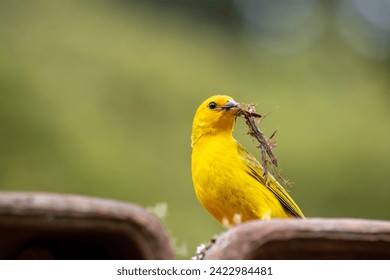 Canario da Terra, bird of the Brazilian fauna. In Sao Paulo, SP. Beautiful yellow bird with branches in its beak