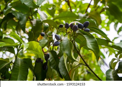 카나리움 과일 나무