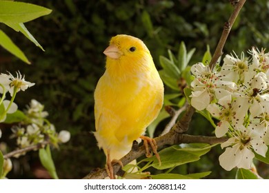 Canary Bird.