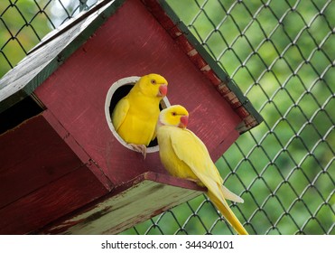 Canary Bird
..