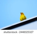 canary bird with blue sky in its natural habitat