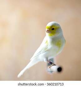 Canary Bird Sitting On A Twig
