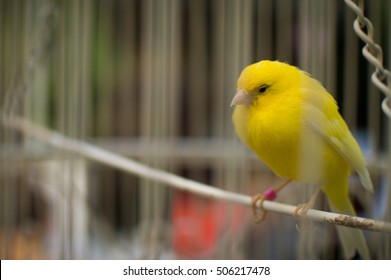 Canary In A Cage
