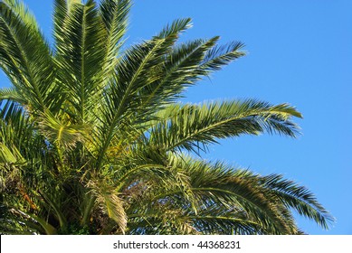 Canary Island Date Palm