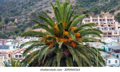 Canary Island Date Palm In Catalina Island