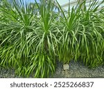 Canary Islands dragon tree or Dracaena Draco tree at the Pan Pacific Hotel garden