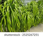 Canary Islands dragon tree or Dracaena Draco tree at the Pan Pacific Hotel garden