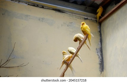 A Canary Perched In A Cage