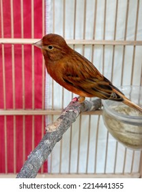 Canary, Pet Bird, Whistling Bird, Beautiful Brown Bird In The Cage