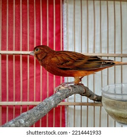 Canary, Pet Bird, Whistling Bird, Beautiful Brown Bird In The Cage