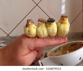 Canary puppies on the finger