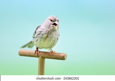 Canary (Serinus Canaria) Singing.