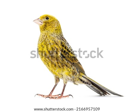 Similar – Beautiful yellow and grey canary