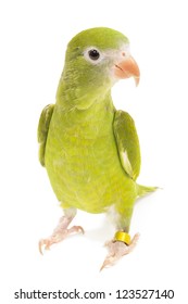 Canary Wing Parakeet, Brotogeris Versicolurus, Isolated On White