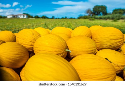 Canary yellow melons from the farm. Sunny day. Pile of melons in the plantation.