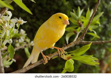 Yellow Canary Bird Images Stock Photos Vectors Shutterstock